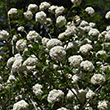 SAMBUCUS RACEMOSA 'WELSH GOLD'