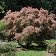 COTINUS COG 'GRACE' 10G