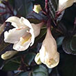 WEIGELA 'Strobe' 3G