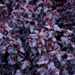 PHYSOCARPUS 'PANTHER' 3G