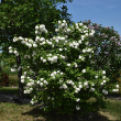 VIB OP 'ROSEUM' 3G