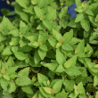 SPIRAEA 'PINEAPPLE POPROCKS' 3G