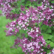 SYRINGA 'BLOOMERANG DK PRPL' TF
