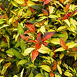 Trachelospermum asiaticum 'Ogon Nishiki'