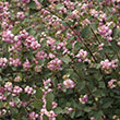 SYMPHORICARPOS 'CANDY' 3G