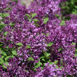 SYRINGA 'BLOOMERANG DK PRPLE'