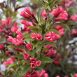 WEIGELA 'ELECTRIC LOVE' 2G