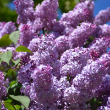 SYRINGA VULGARIS 5G