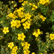 POTENTILLA 'GOLDFINGER' 3G