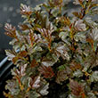 Physocarpus opulifolius 'SMPOTW'