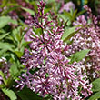 SYRINGA VULGARIS WHITE 5G