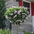 SYRINGA 'MISS KIM' 15G TREE FORM