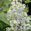 SYRINGA 'NEW AGE WHITE' 3G