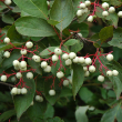 CORNUS RACEMOSA 3G