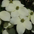 CORNUS KOUSA 'NATIONAL' 15G