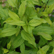 CORNUS SERICEA 'KELSEYI' 3G