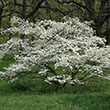 CORNUS FL 'CHEROK PRINC' 7G
