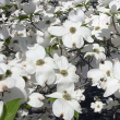 CORNUS FL 'SUPER PRINCESS' 15G