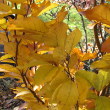 FAGUS SYLV 'DAWYCK PURPLE' 7-8'