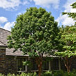 CARPINUS BET 'ROCKHAMPTON RED'