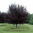PRUNUS CER 'KRAUTER'S VESUVIUS'