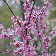 CERCIS CAN 'FOREST PANSY' 15G