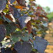 CERCIS CAN 'BLACK PEARL' 15G