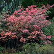 AMELANCHIER 'AUTUMN BRILL' 7G MS