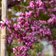 CERCIS CAN 'MIDNIGHT EXPRSS' 15G