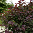 CERCIS CAN 'GARDEN GEMS AMTHYST'