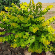 CERCIS CAN 'GILDED HEARTS' 7G