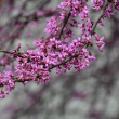 CERCIS CAN 'PINK TRIM' 10G