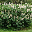AESCULUS PARVIFLORA 3'