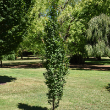 CARPINUS BET 'LUCAS' 15G