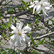 MAGNOLIA ST 'ROYAL STAR' 3G
