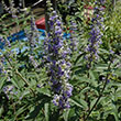 VITEX 'SHOAL CREEK' 3G