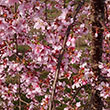 PRUNUS 'PINK CASCADE' 15G