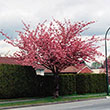 PRUNUS SERR 'KWANZAN' 15G