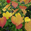CERCIS CAN 'FLAMETHROWER' 15G