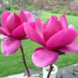 MAGNOLIA X 'CLEOPATRA' 7G