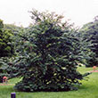 FAGUS GRANDIFOLIA 7 GAL