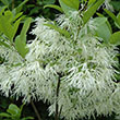 CHIONANTHUS VIRGINICUS 7G