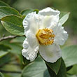 STEWARTIA PSEUDOCAMELLIA 7G