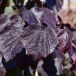 CERCIS CAN 'BLACK PEARL' 7G