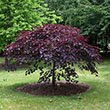 CERCIS CAN 'RUBY FALLS' 15G