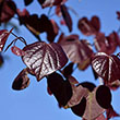 CERCIS CAN 'BLACK PEARL' 10G