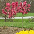 PRUNUS 'RUBY RUFFLES' 10G