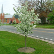 MALUS 'SUGARTYME' 15G