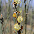 SALIX DISCOLOR 3G