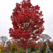 ACER RUBRUM 'OCTOBER GLORY' 25G